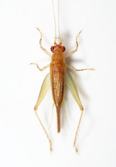 Macro Photo of Cricket Isolated on White Background