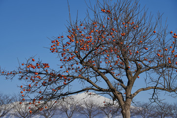 冬晴れの日の柿の木（アップ）