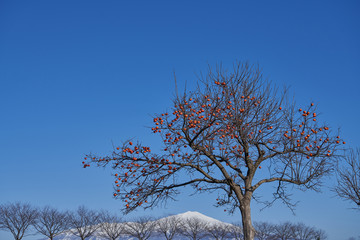 冬晴れの日の柿の木（ワイド）