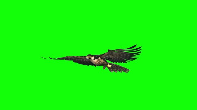 3d render hawk flying loop on green screen