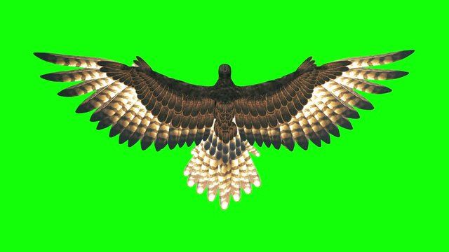 3d render hawk flying loop on green screen ,top view