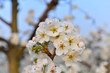 Pear flower in full bloom in spring