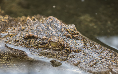 Close up eye crocodile