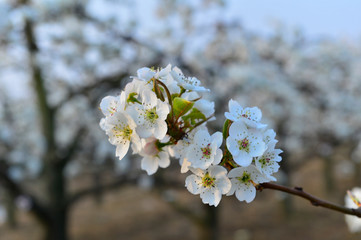 Pear flower in full bloom in spring