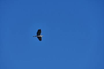 青空を突き進む野鳥