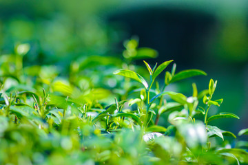 Green tea bud. Fresh tea plantation. Closeup tea top.