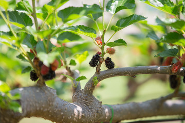 Mulberry on a branch