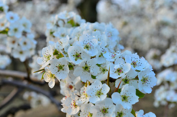 Pear flower in full bloom in spring