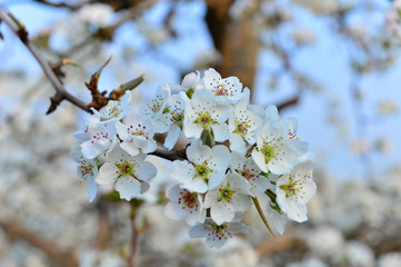 Pear flower in full bloom in spring