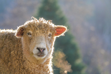 Single woolly white sheep backlit in a pasture on a sunny winter day