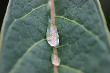 drop of water on leaf
