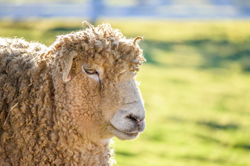 Single woolly white sheep backlit in a pasture on a sunny winter day