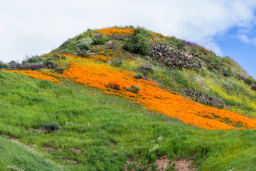 A hill full of poppies during Southern California's super bloom