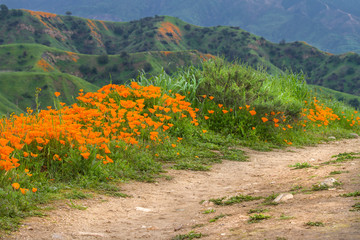 Hiking trail in the hills of Chino Hills State Park in Southern California