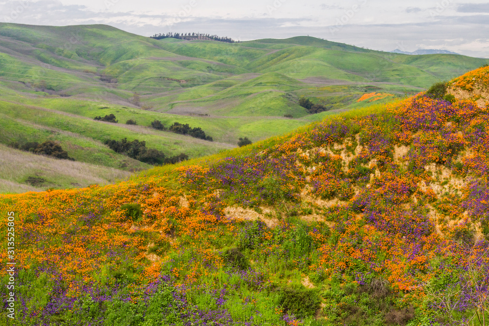 Wall mural A hill full of poppies during Southern California's super bloom