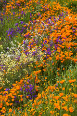 Field of California wildflowers in Chino HIlls State Park