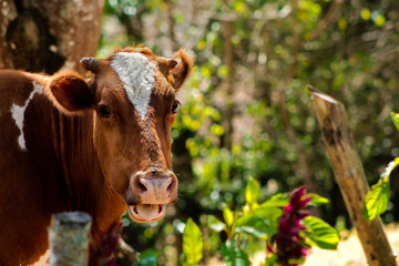 Cow sticking out tongue. Beautiful brown cow with white stains, including one triangular in the head.