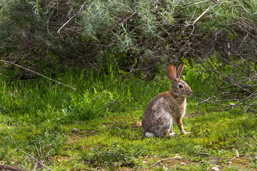 Cute rabbit sitting in the field