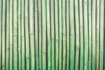 Green bamboo fence texture background,