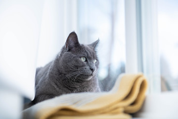 Gray Cat Relaxing on Window 