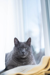 Gray Cat Relaxing on Window 