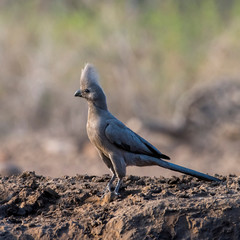 Grey Lourie or Go Away Bird