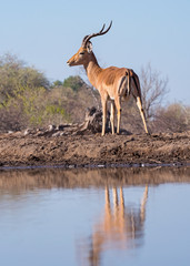 Male Impala Reflection at the Water Hole