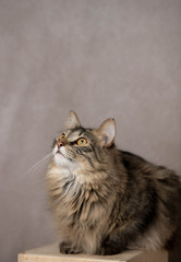 Adorable Fluffy Tabby Cat Sitting on Wooden Box