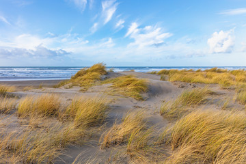 Beach grass blowing in the wind on the Oregon Coast © Centioli Photography