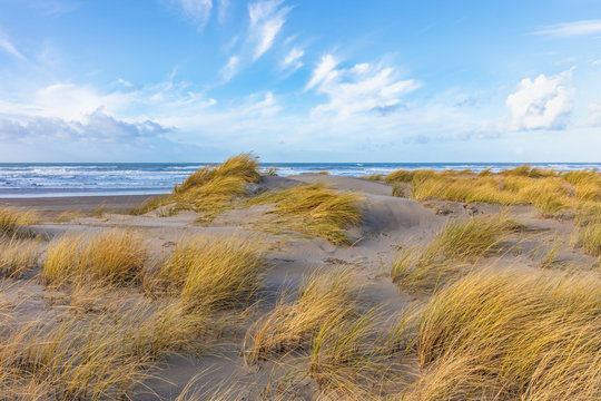 Beach grass blowing in the wind on the Oregon Coast