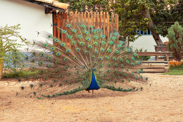 avestrus
