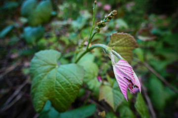 A lush, healthy garden that creatures live in.