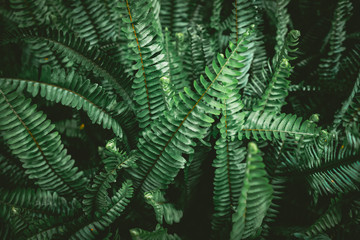 Tropical nature green leaf texture abstract background.