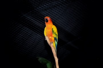colorful parrot on white background