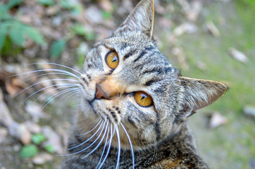 振り返った猫