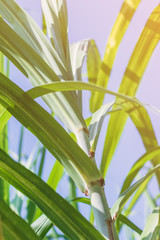 Agriculture sugarcane field farm with blue sky in sunny day background and copy space. Sugar cane plant tree in countryside for food industry or renewable bioenergy power.