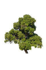 Fototapeta premium Trees isolated on white background, Tropical trees in asia.