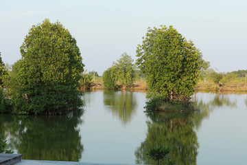 Mangrove trees on the swamp near the sea ,Thailand