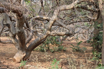 old tree in the forest
