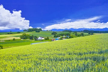 Fotobehang 初夏の北海道、美瑛町の風景 © 7maru