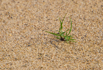 aspiring to the life of a flower sprouting through the sand