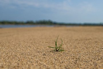 aspiring to the life of a flower sprouting through the sand