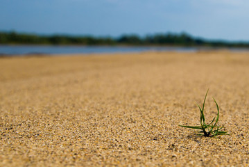 aspiring to the life of a flower sprouting through the sand