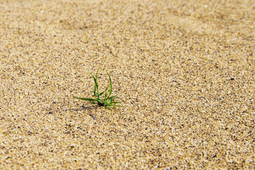 aspiring to the life of a flower sprouting through the sand
