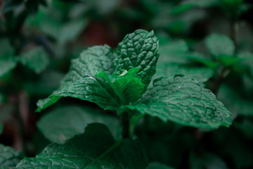 green leaf with water drops
