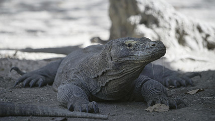  Komodo dragons, also called Komodo dragons, are large lizard species found on Komodo Island, Rinca, Flores, Gili Motang, and Gili Dasami in East Nusa Tenggara Province, Indonesia.