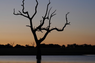 Sunset with tree and birds on lake