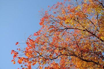 Autumn tree leaves against a blue sky