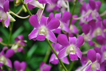Fototapeta na wymiar Purple orchids in bloom