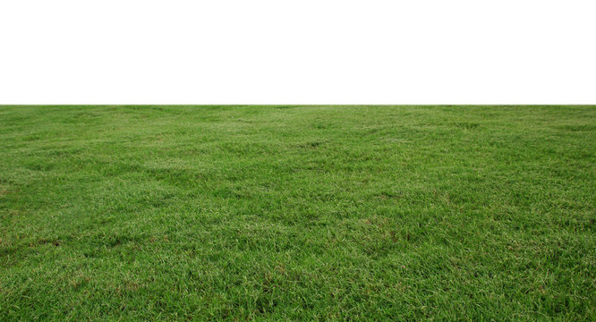 fresh green grass lawn isolated on white background